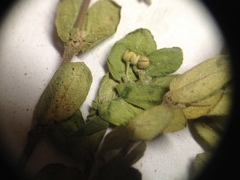Euphorbia oranensis