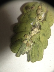 Euphorbia oranensis