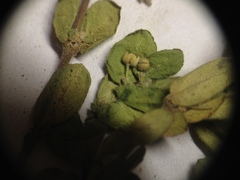 Euphorbia oranensis