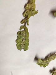 Euphorbia oranensis