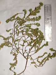 Euphorbia oranensis