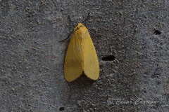 Pareuchaetes insulata