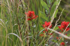 Castilleja nelsonii