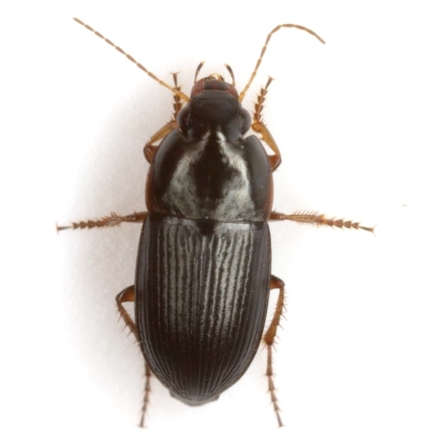 Selenophorus ellipticus