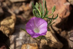 Ipomoea plummerae