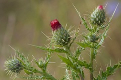 Cirsium arizonicum