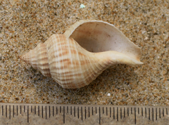 Austrofusus glans