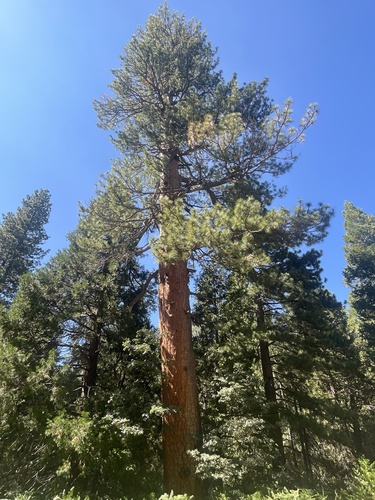 iNaturalist observation photo of Western Ponderosa Pine