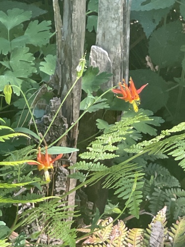 iNaturalist observation photo of western columbine