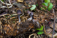 Mycena plumipes