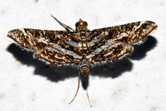 Diasemiopsis ramburialis
