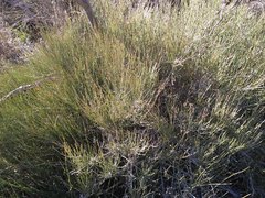 Ephedra antisyphilitica