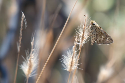 Wandering Skipper photo 2