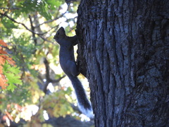 Sciurus carolinensis
