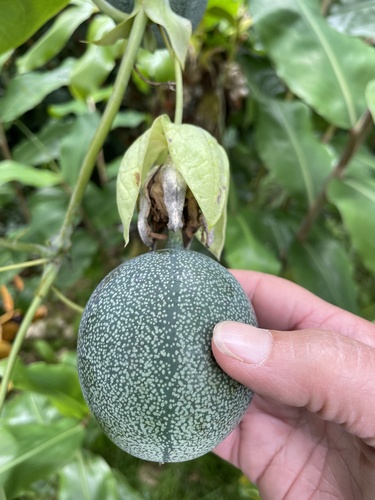 Passiflora ligularis observed 2023-08-05