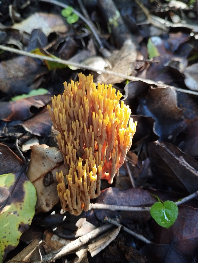 Phaeoclavulina flaccida · August 2023 · photo: © cecili_v (iNaturalist, cc-by-sa)
