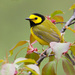 Hooded Warbler - Photo (c) jtajax, some rights reserved (CC BY-NC)