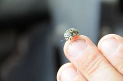 Sphaerocoris annulus