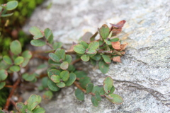 Airelle des marais (Vaccinium uliginosum) — photo 2
