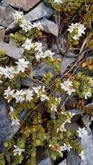 Veronica pinguifolia