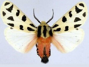 Mexican Tiger Moth