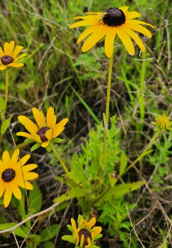 Rudbeckia fulgida iNat (1)