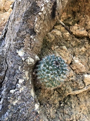 Mammillaria karwinskiana