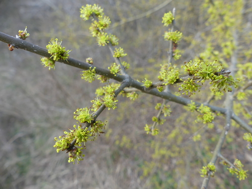 Forestiera pubescens