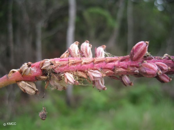 Bulbophyllum quadrifarium