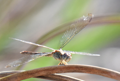 Erythrodiplax umbrata