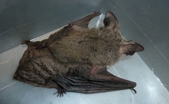 Nyctophilus geoffroyi