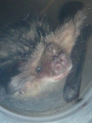 Nyctophilus geoffroyi