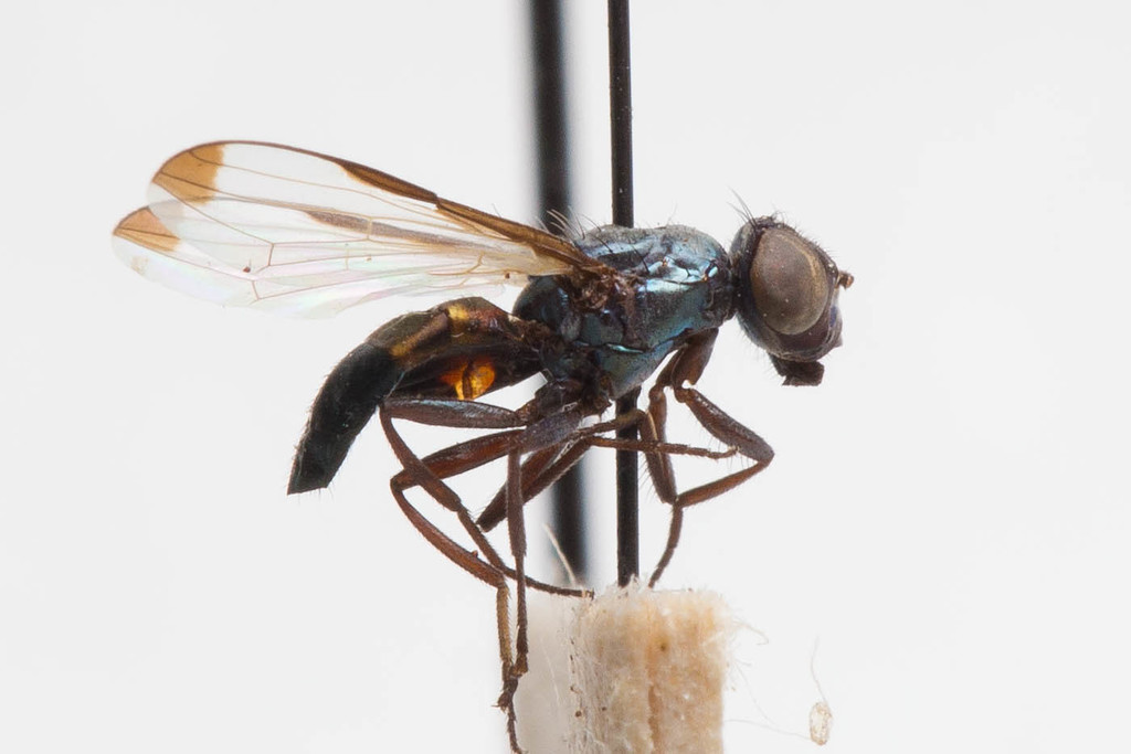 Acrosticta dichroa