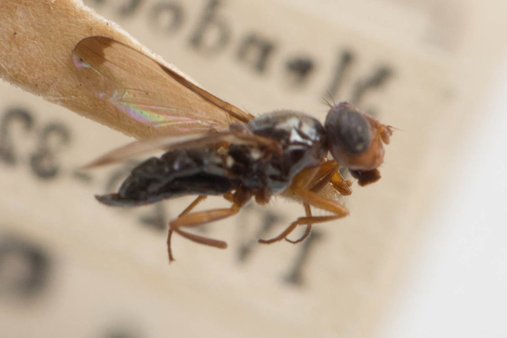 Euxesta brookmani