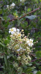 Escallonia illinita
