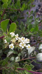 Escallonia illinita