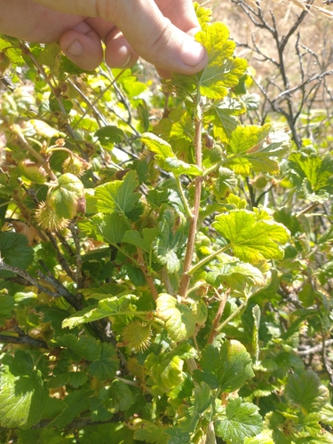 Image of Ribes watsonianum by no rights reserved