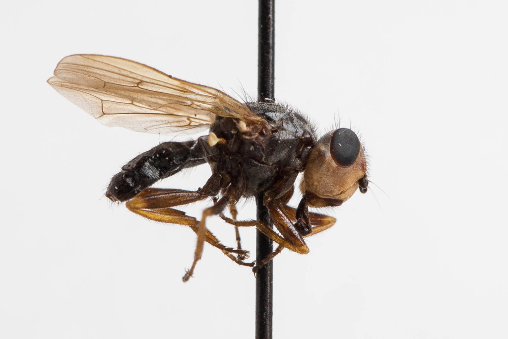 Tetropismenus