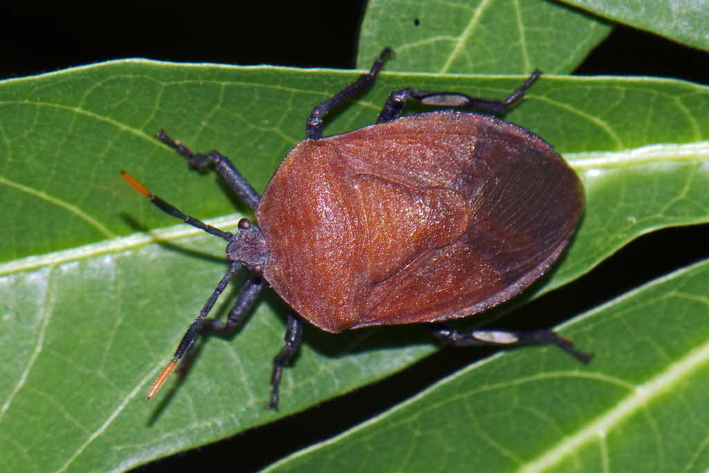 Dinidorid Bugs