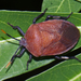 Dinidorid Bugs - Photo (c) Vijay Anand Ismavel, some rights reserved (CC BY-NC-SA), uploaded by Dr. Vijay Anand Ismavel MS MCh