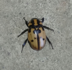 Cyclocephala mafaffa