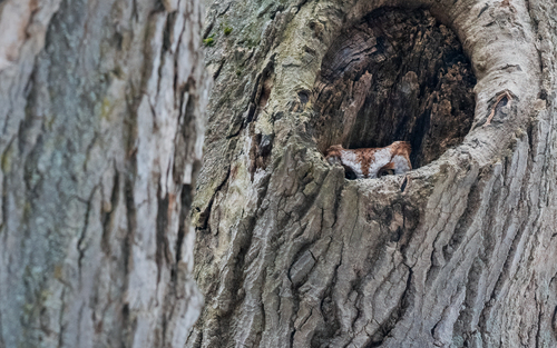 Eastern Screech-Owl photographed in Massachusetts