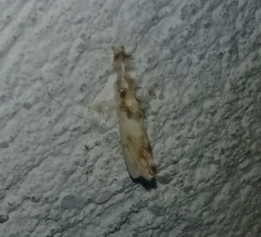 Dalceridae