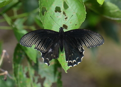 Papilio forbesi
