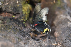 Papilio forbesi