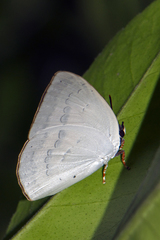Curetis saronis