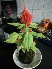Celosia argentea plumosa