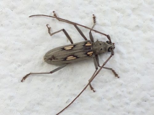 Aeburia Insect Eburia lanigera · iNaturalist