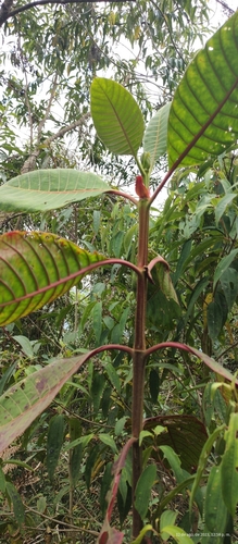 Cinchona pubescens