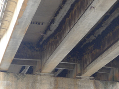 Rousettus aegyptiacus